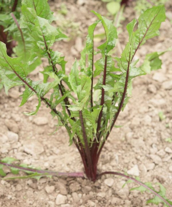 Italiko Red - Italian Dandelion Seed