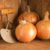 Yankee - Organic (F1) Onion Seed