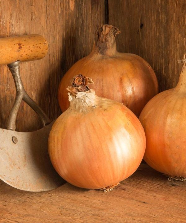 Yankee - Organic (F1) Onion Seed