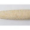 Illusion - (F1) Corn Seed