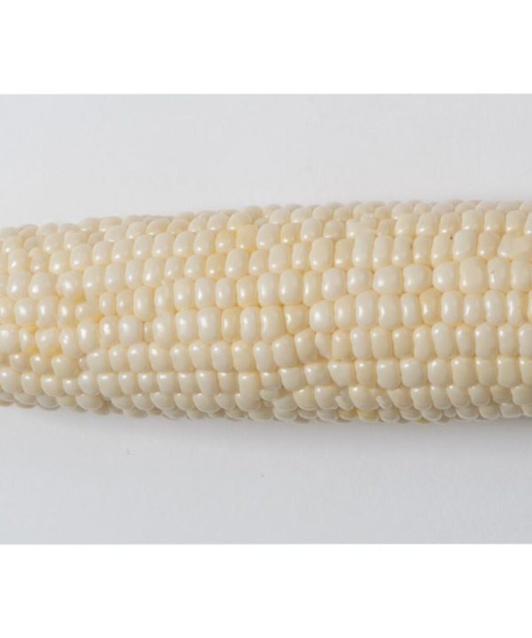 Illusion - Treated (F1) Corn Seed