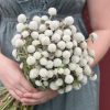 Audray White - Gomphrena Seed