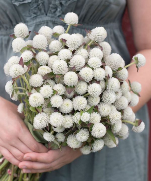 Audray White - Gomphrena Seed