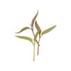 Celosia - Microgreen Seed