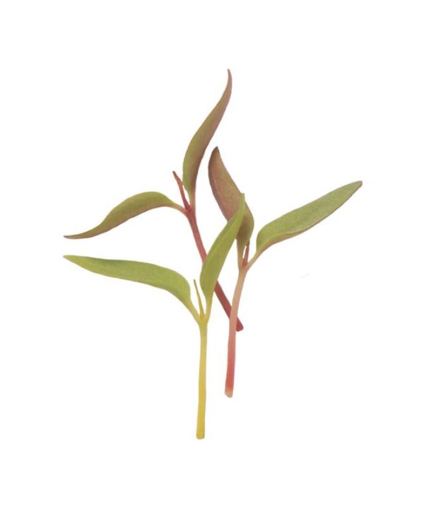 Celosia - Microgreen Seed