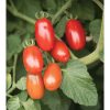 Valentine - Organic (F1) Tomato Seed