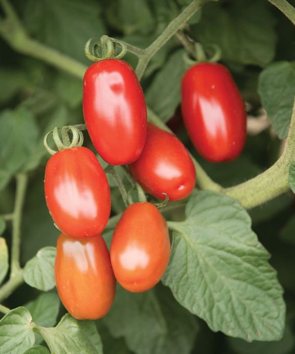 Valentine - Organic (F1) Tomato Seed