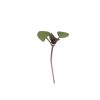 Basil, Bicolor - Organic Microgreen Seed