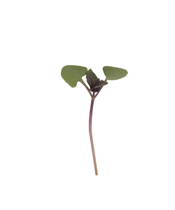 Basil, Bicolor - Organic Microgreen Seed