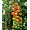 Toronjina - (F1) Tomato Seed