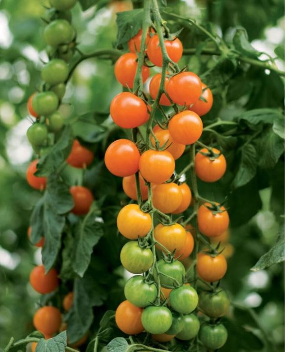 Toronjina - (F1) Tomato Seed