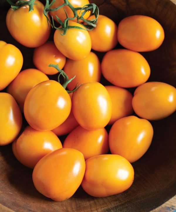 Sunrise Sauce - (F1) Tomato Seed