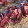 Ezbruke - Organic Lettuce Seed