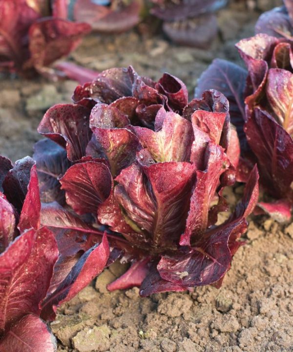 Ezbruke - Organic Lettuce Seed