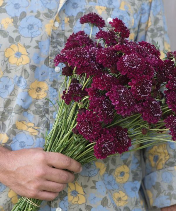 Merlot Red - Scabiosa Seed