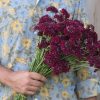 Merlot Red - Organic Scabiosa Seed