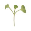 Komatsuna - Microgreen Seed