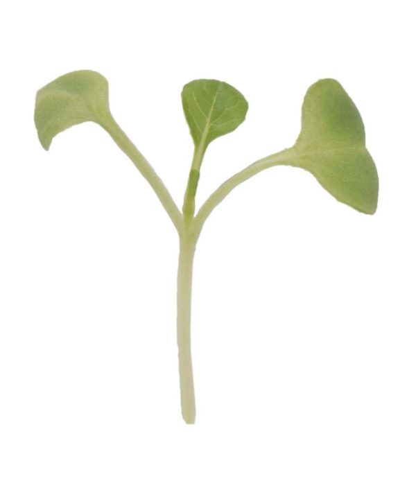 Komatsuna - Microgreen Seed