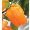 Milena - Organic (F1) Bell Pepper Seed