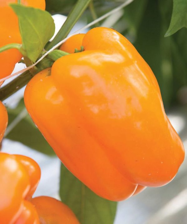 Milena - Organic (F1) Bell Pepper Seed