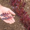 Cavendish - Lettuce Seed