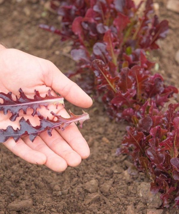 Cavendish - Lettuce Seed