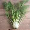 Fino - Organic Fennel Seed