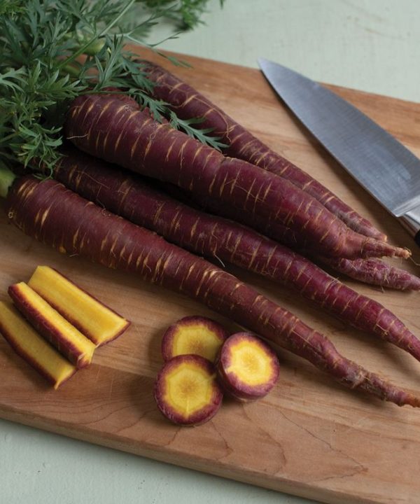 Purple Elite - (F1) Carrot Seed