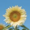 ProCut? White Lite - (F1) Sunflower Seed