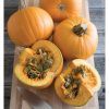Naked Bear - Treated (F1) Pumpkin Seed