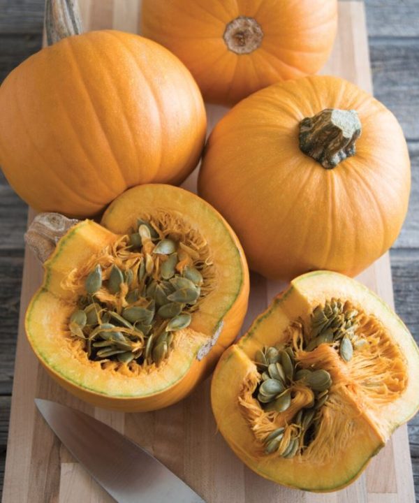 Naked Bear - Treated (F1) Pumpkin Seed