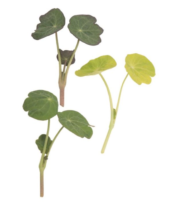 Shades of Green Nasturtium - Shoot Seed