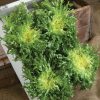 Rhodos - Endive Seed