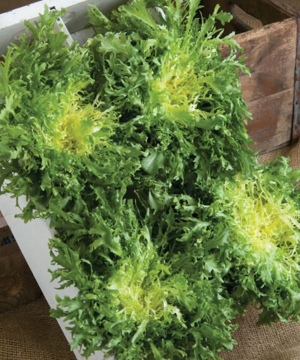 Rhodos - Endive Seed