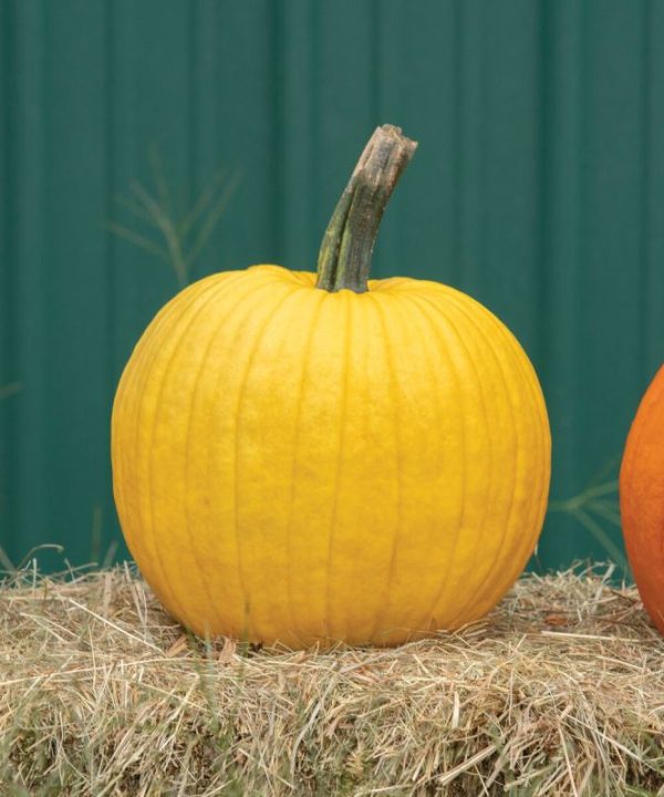 Mellow Yellow - (F1) Pumpkin Seed