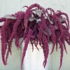 Hopi Red Dye - Organic Amaranthus Seed
