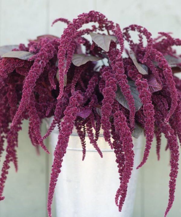 Hopi Red Dye - Organic Amaranthus Seed