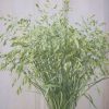 Bromus Grass - Ornamental Grass Seed