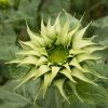 Sun-Fill? Green - (F1) Sunflower Seed
