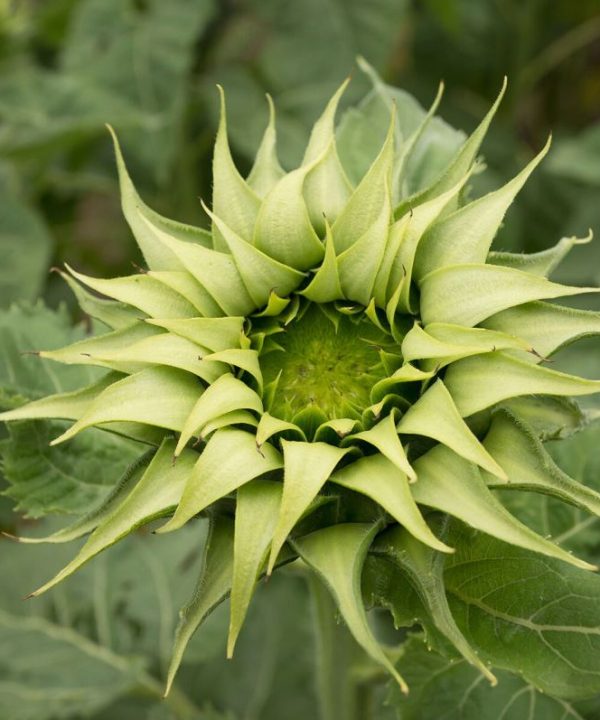 Sun-Fill? Green - (F1) Sunflower Seed