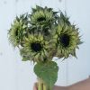 Sun-Fill? Purple - (F1) Sunflower Seed