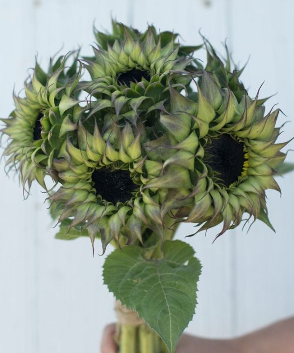 Sun-Fill? Purple - (F1) Sunflower Seed