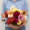 Giant Hybrid Mix - Dahlia Seed