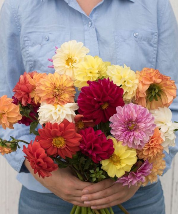 Giant Hybrid Mix - Dahlia Seed
