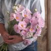 Cupcakes Blush - Cosmos Seed