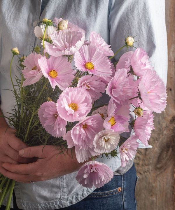 Cupcakes Blush - Cosmos Seed