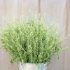 Persian Cress - Organic Cress Seed