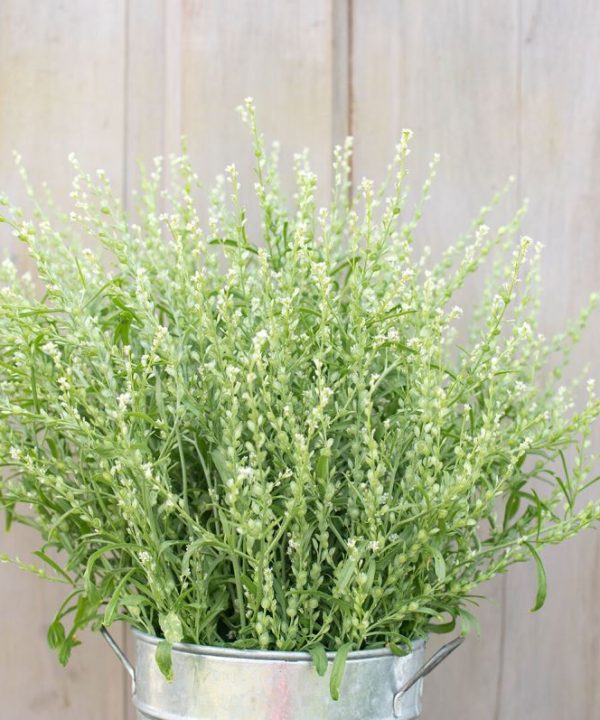 Persian Cress - Organic Cress Seed
