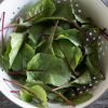 Fresh Start - (F1) Beet Seed