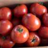 Wisconsin 55 - Organic Tomato Seed